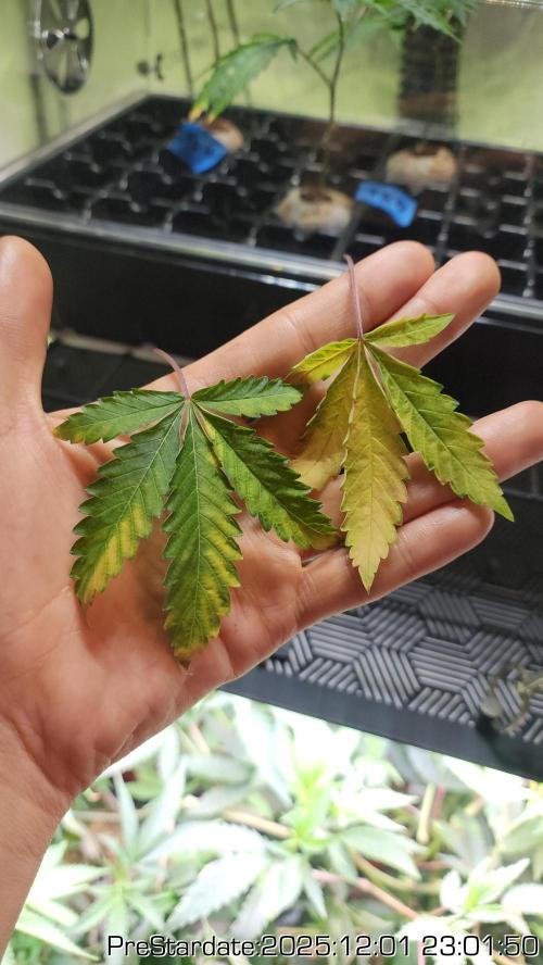 Chill Out OG - MrGrowIt - FabricPotScrog. Week 5