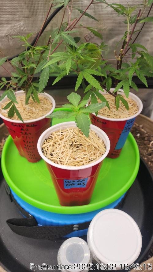 Chill Out OG - MrGrowIt - FabricPotScrog. Week 5