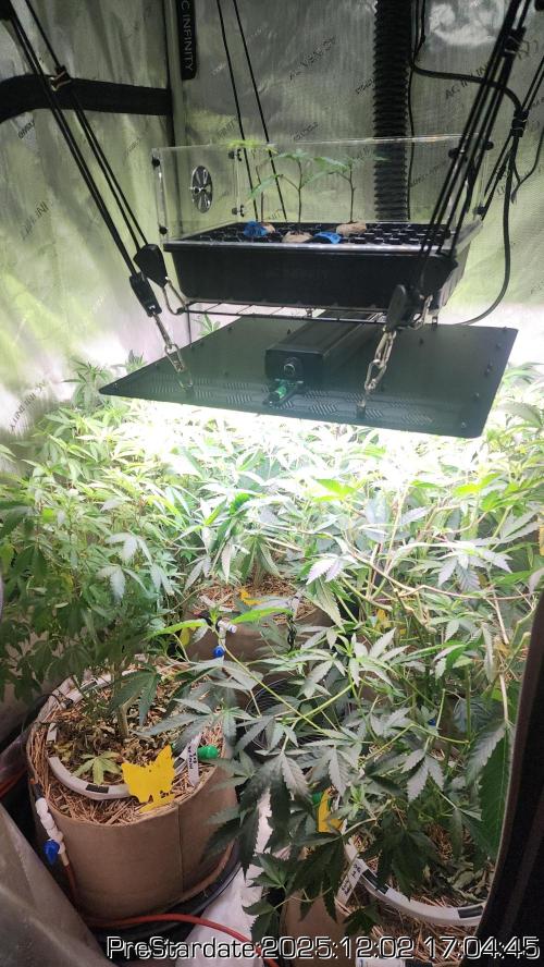 Chill Out OG - MrGrowIt - FabricPotScrog. Week 5