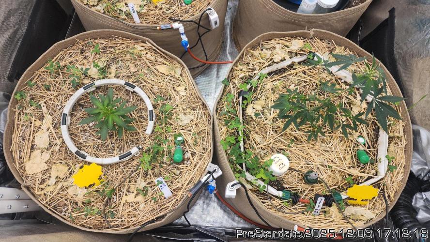 Chill Out OG - MrGrowIt - FabricPotScrog. Week 5