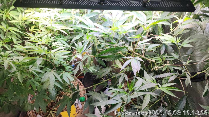 Chill Out OG - MrGrowIt - FabricPotScrog. Week 5