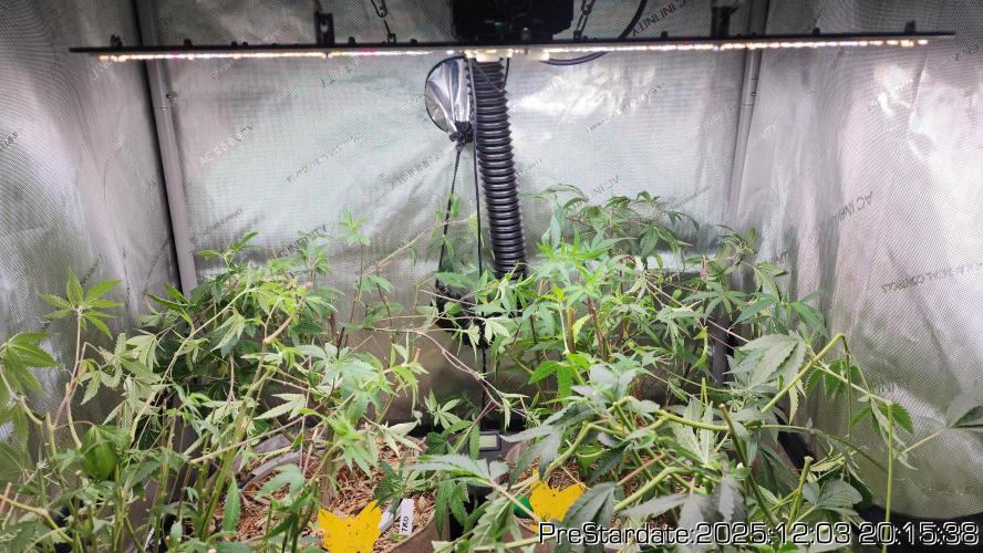 Chill Out OG - MrGrowIt - FabricPotScrog. Week 5