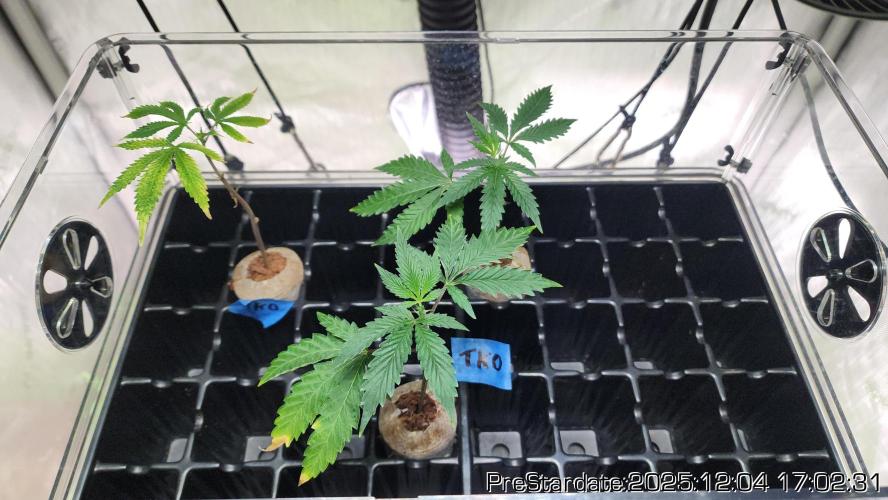 Chill Out OG - MrGrowIt - FabricPotScrog. Week 5