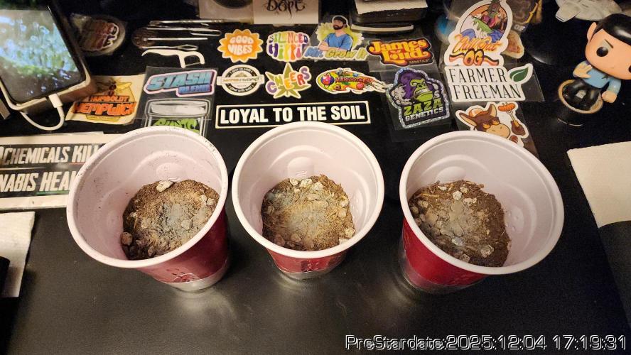 Chill Out OG - MrGrowIt - FabricPotScrog. Week 5