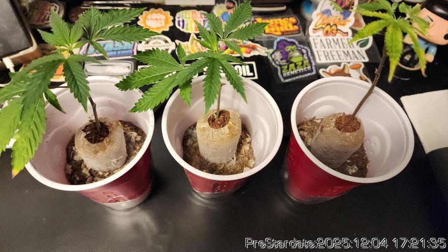 Chill Out OG - MrGrowIt - FabricPotScrog. Week 5