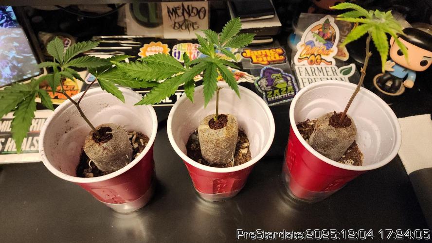 Chill Out OG - MrGrowIt - FabricPotScrog. Week 5