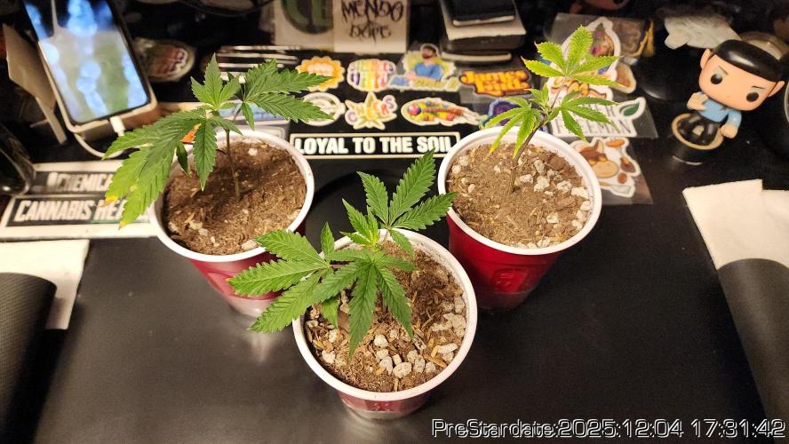 Chill Out OG - MrGrowIt - FabricPotScrog. Week 5