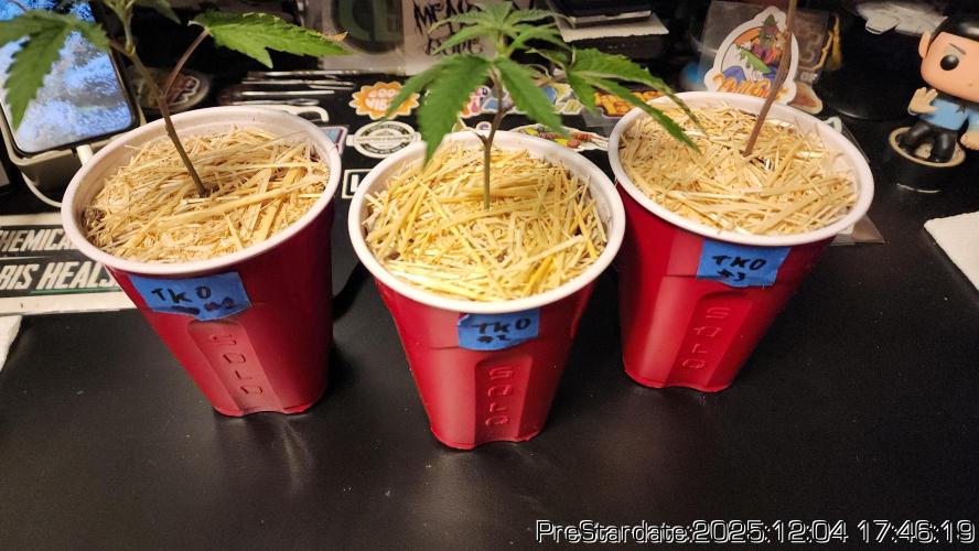 Chill Out OG - MrGrowIt - FabricPotScrog. Week 5