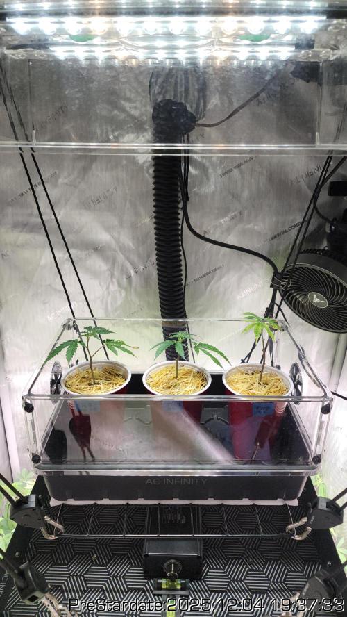 Chill Out OG - MrGrowIt - FabricPotScrog. Week 5