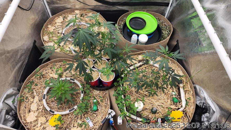 Chill Out OG - MrGrowIt - FabricPotScrog. Week 5