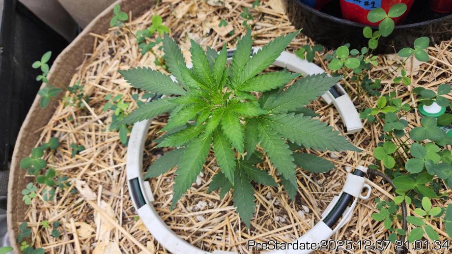 Chill Out OG - MrGrowIt - FabricPotScrog. Week 5