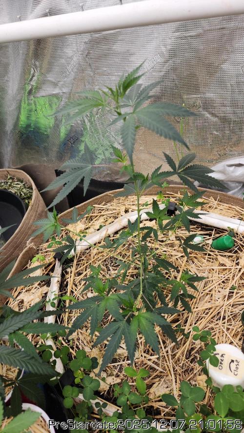 Chill Out OG - MrGrowIt - FabricPotScrog. Week 5