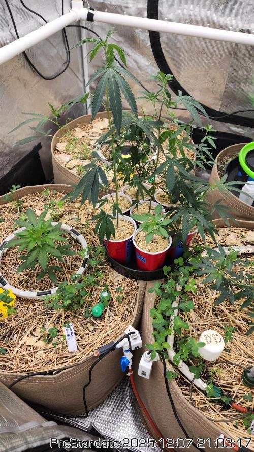 Chill Out OG - MrGrowIt - FabricPotScrog. Week 5