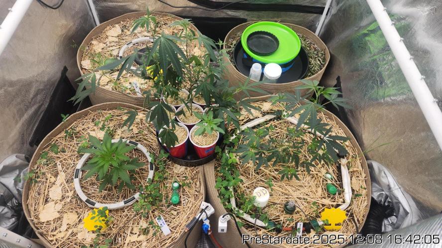 Chill Out OG - MrGrowIt - FabricPotScrog. Week 6