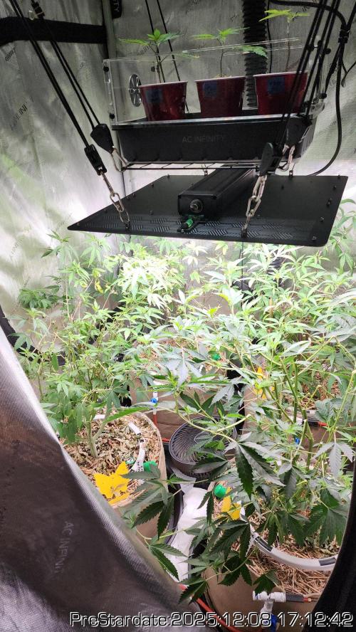 Chill Out OG - MrGrowIt - FabricPotScrog. Week 6