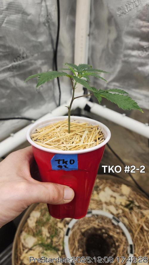 Chill Out OG - MrGrowIt - FabricPotScrog. Week 6