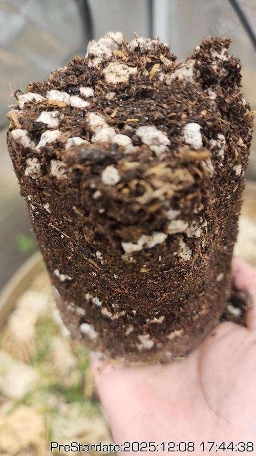 Chill Out OG - MrGrowIt - FabricPotScrog. Week 6