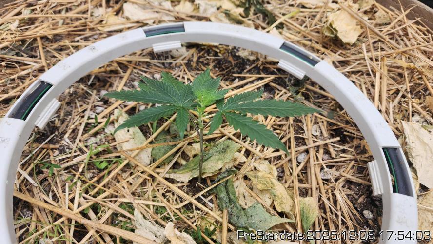 Chill Out OG - MrGrowIt - FabricPotScrog. Week 6