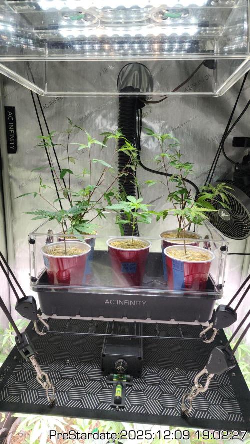 Chill Out OG - MrGrowIt - FabricPotScrog. Week 6