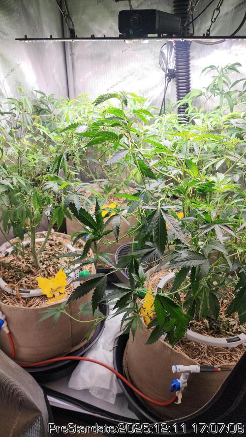 Chill Out OG - MrGrowIt - FabricPotScrog. Week 6