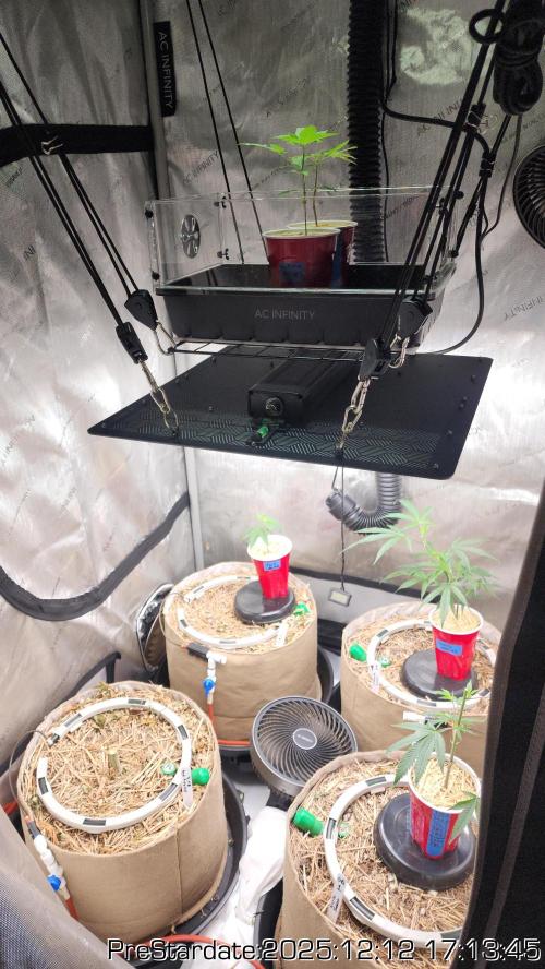 Chill Out OG - MrGrowIt - FabricPotScrog. Week 6