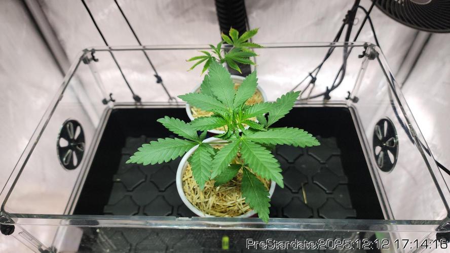 Chill Out OG - MrGrowIt - FabricPotScrog. Week 6