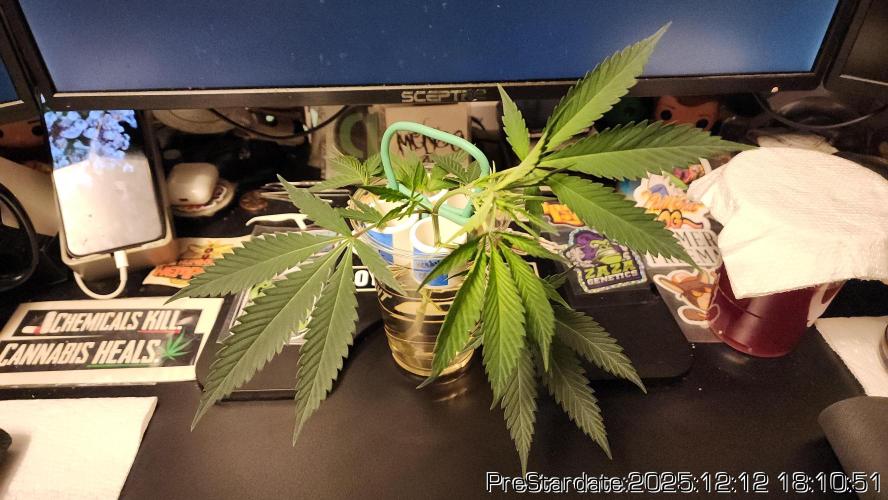 Chill Out OG - MrGrowIt - FabricPotScrog. Week 6