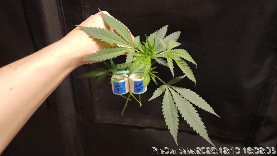 Chill Out OG - MrGrowIt - FabricPotScrog. Week 6