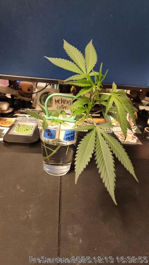 Chill Out OG - MrGrowIt - FabricPotScrog. Week 6