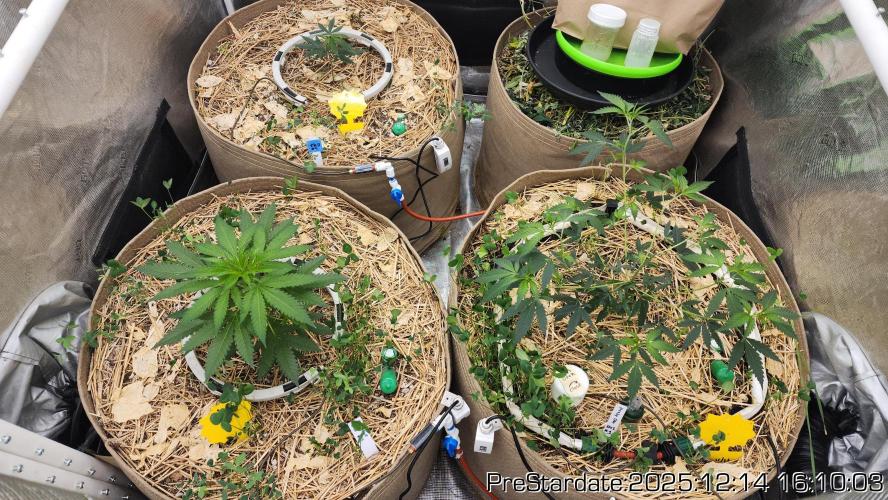 Chill Out OG - MrGrowIt - FabricPotScrog. Week 6