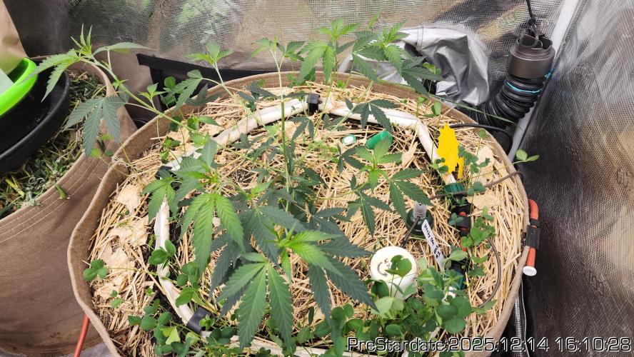 Chill Out OG - MrGrowIt - FabricPotScrog. Week 6