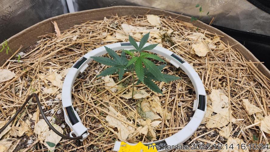 Chill Out OG - MrGrowIt - FabricPotScrog. Week 6