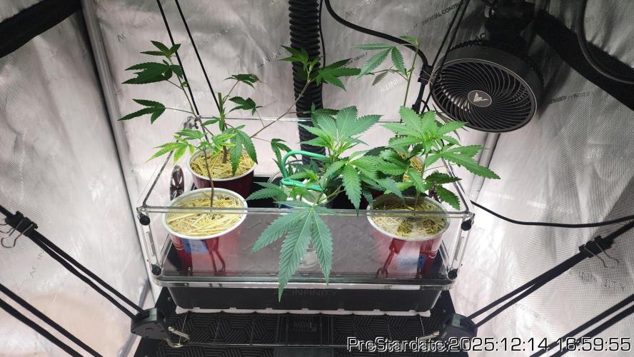 Chill Out OG - MrGrowIt - FabricPotScrog. Week 6