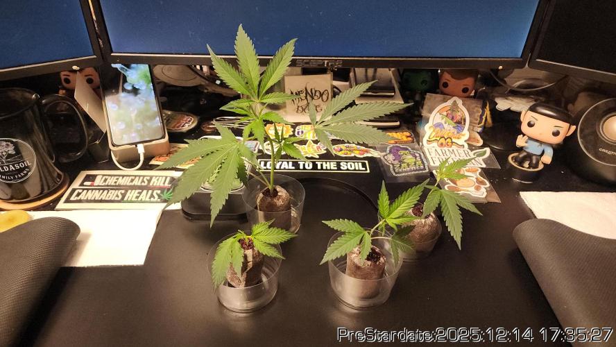 Chill Out OG - MrGrowIt - FabricPotScrog. Week 6