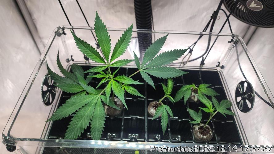 Chill Out OG - MrGrowIt - FabricPotScrog. Week 6