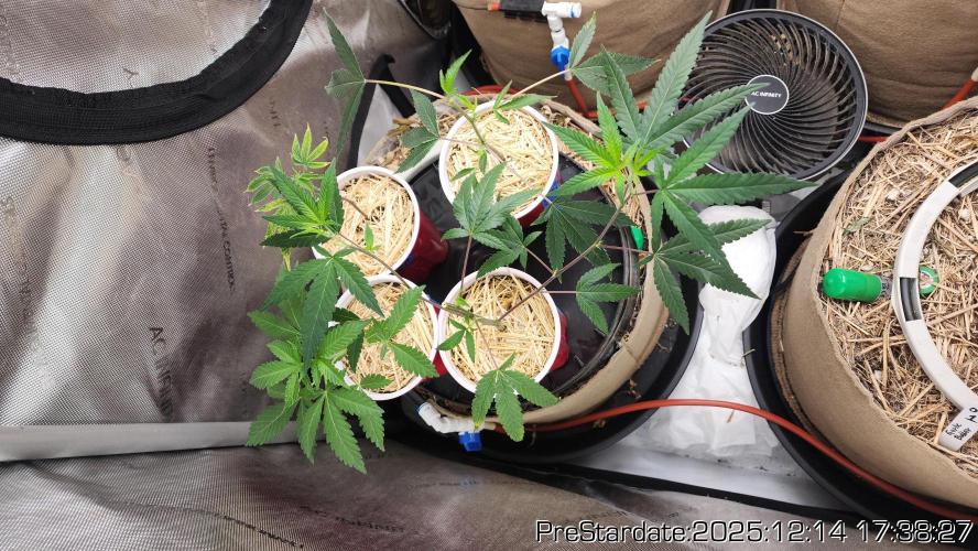 Chill Out OG - MrGrowIt - FabricPotScrog. Week 6