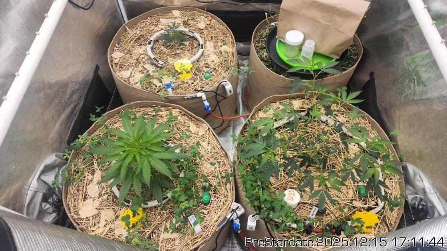 Chill Out OG - MrGrowIt - FabricPotScrog. Week 7