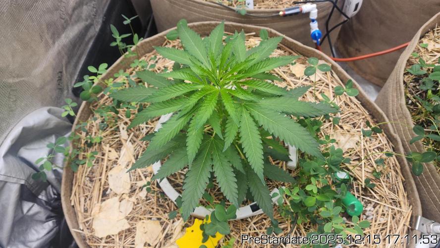 Chill Out OG - MrGrowIt - FabricPotScrog. Week 7