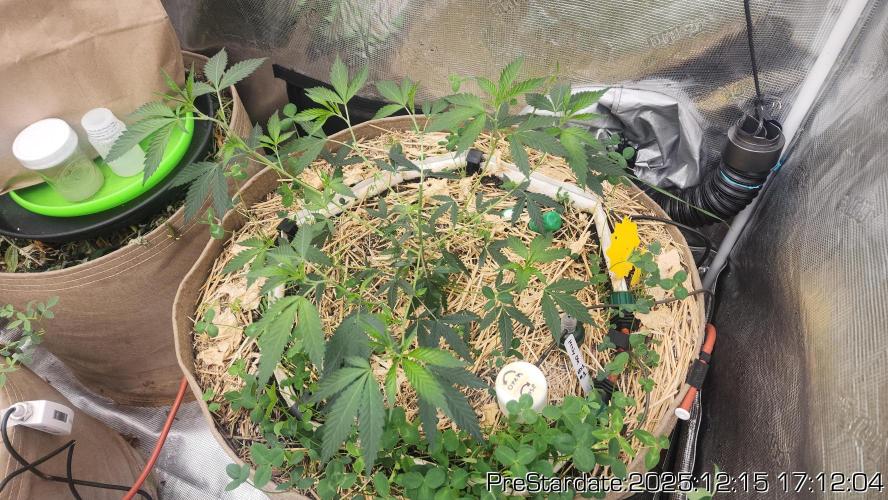 Chill Out OG - MrGrowIt - FabricPotScrog. Week 7