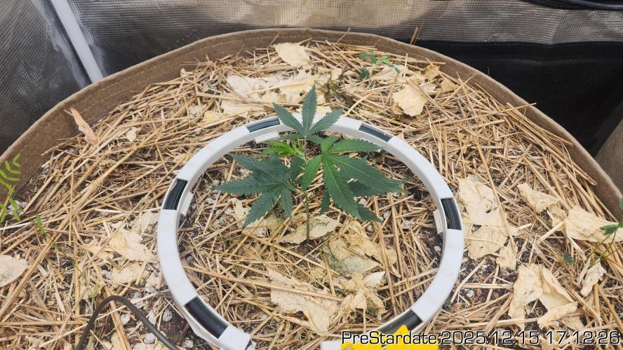 Chill Out OG - MrGrowIt - FabricPotScrog. Week 7