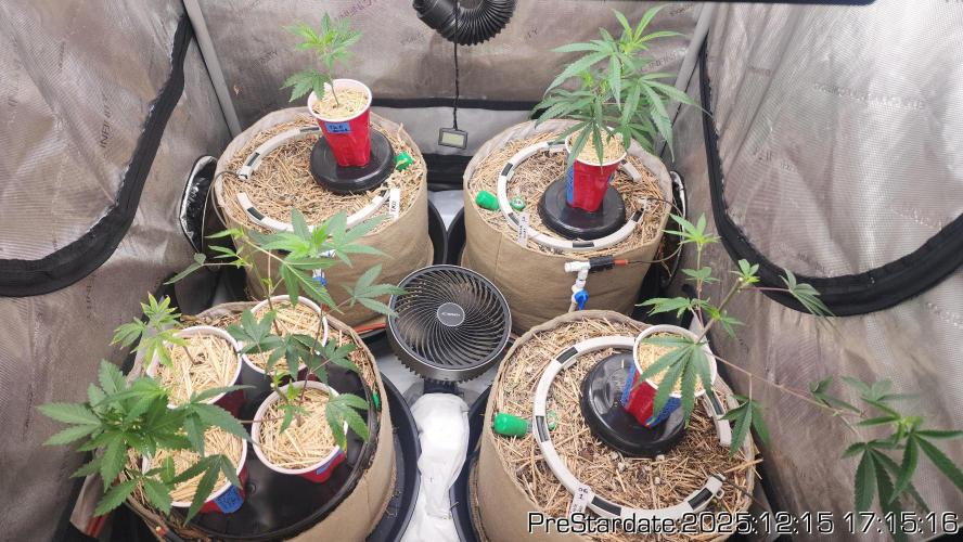 Chill Out OG - MrGrowIt - FabricPotScrog. Week 7