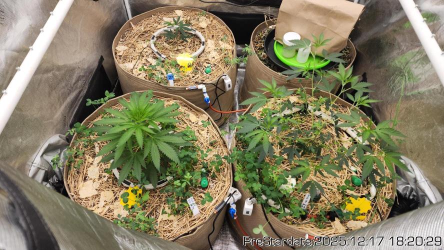 Chill Out OG - MrGrowIt - FabricPotScrog. Week 7