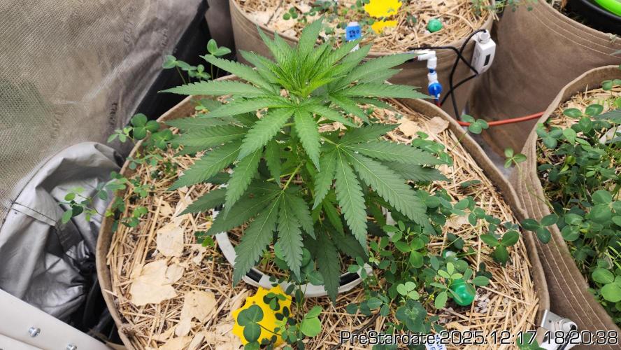 Chill Out OG - MrGrowIt - FabricPotScrog. Week 7