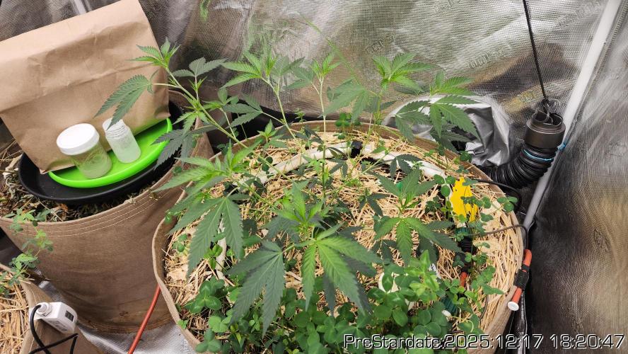 Chill Out OG - MrGrowIt - FabricPotScrog. Week 7