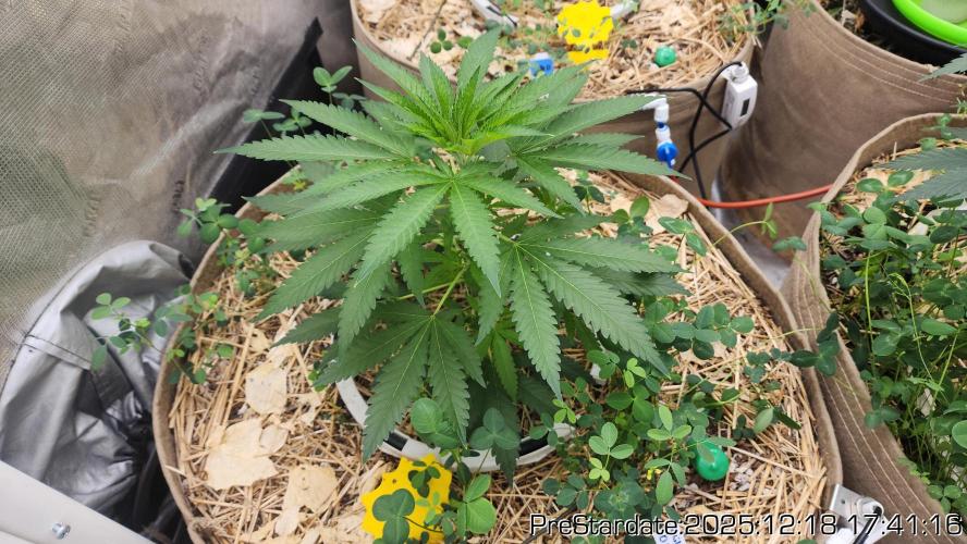 Chill Out OG - MrGrowIt - FabricPotScrog. Week 7