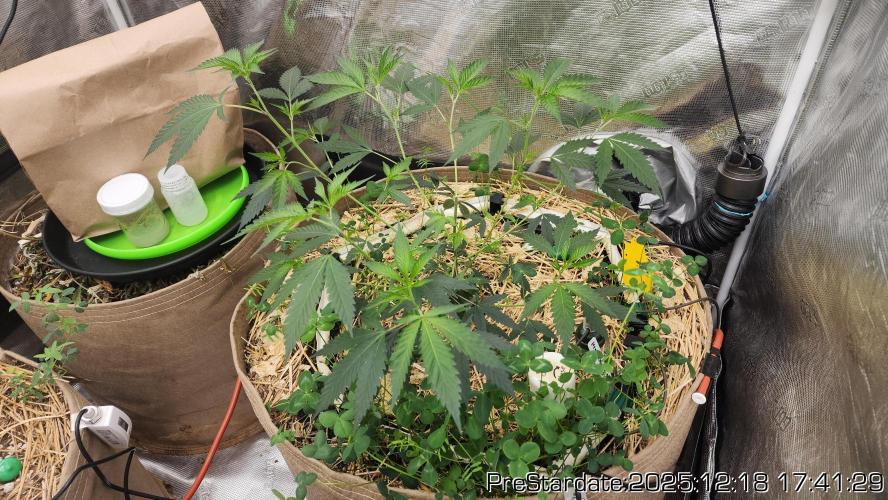 Chill Out OG - MrGrowIt - FabricPotScrog. Week 7