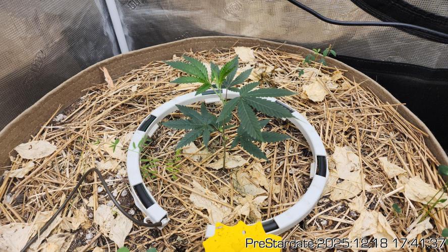 Chill Out OG - MrGrowIt - FabricPotScrog. Week 7