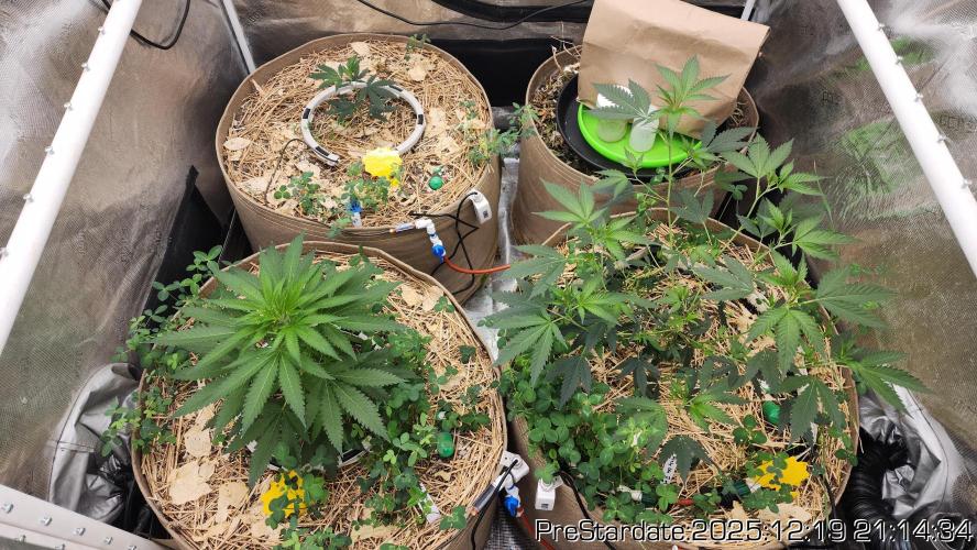 Chill Out OG - MrGrowIt - FabricPotScrog. Week 7