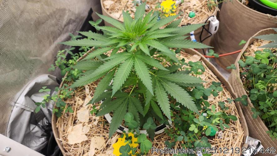 Chill Out OG - MrGrowIt - FabricPotScrog. Week 7