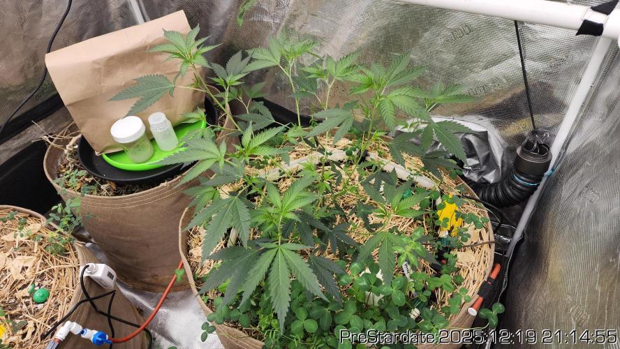 Chill Out OG - MrGrowIt - FabricPotScrog. Week 7